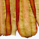 Sliced Carrot Papyrus