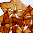 Star Fruit Papyrus